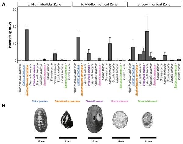 Grazer assemblage biomass at the intertidal rocky shore of central Chile.