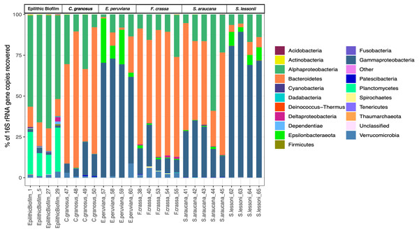 Microbial community relative abundance composition (Bacteria and Archaea) of pedal mucus microbiota.