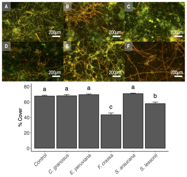 Pedal mucus effect over photosynthetic biofilm cover percentage.