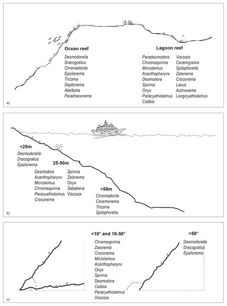 The nematode genera that were important for differentiating reef typologies (A), depths (B), and slopes (C), as obtained by SIMPER analysis (cut-off 50%).