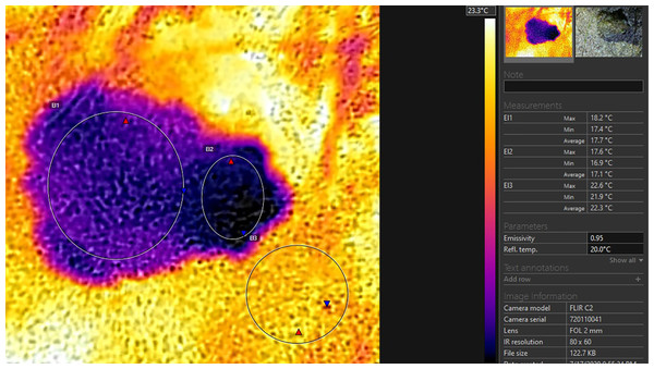 Thermoprofile of a Pelobates balcanicus specimen represented by the “Flir tools” software.