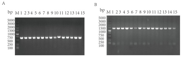 Amplification of qseB gene (A) and qseC gene (B) from serotypes 1–15 of G. parasuis standard strains.