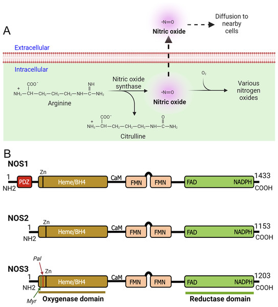 Production of nitric oxide (NO) and functional domains of human NOS1, NOS2, and NOS3.