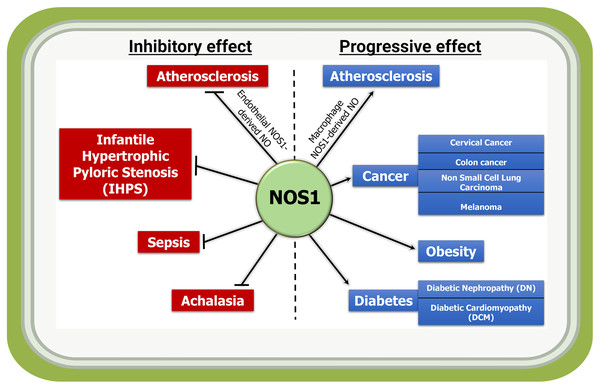 Inflammatory and anti-inflammatory activities of NOS1-derived NO in indicated diseases.