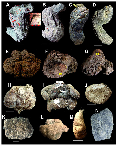 Miocene excrement-shaped ferruginous masses from the Turów lignite mine, Poland interpreted as turtle and snake coprolites (A, B, E–G), compared with modern turtle and snake excrements (C, D, H–M) and fossil remain from the Turów lignite mine, Poland (N). Scale bar equals 10 mm.