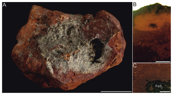 Typical concrection from the Turów lignite mine, Poland. (A) General view. (B, C) Magnification of internal structure. Scale bar equals 1 cm (A) and 0.5 mm (B, C).