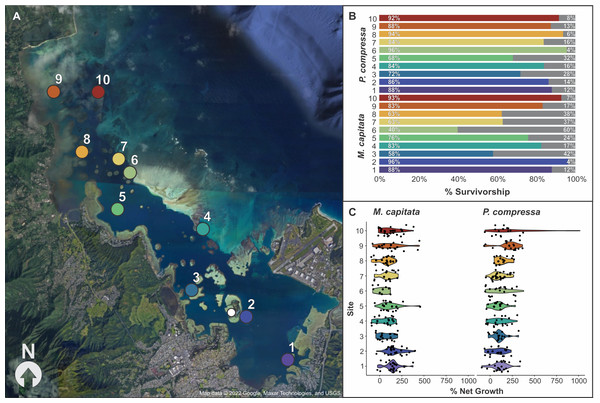 Map of block assay outplanting sites within Kānéohe Bay, Hawai'i along with percent survivorship and net growth plots.