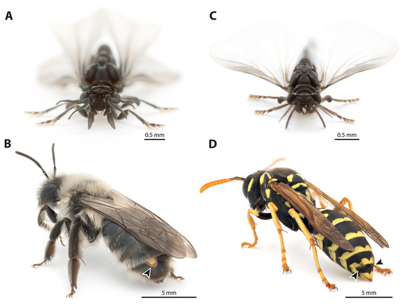 Photographs of Stylops ovinae and Xenos vesparum.