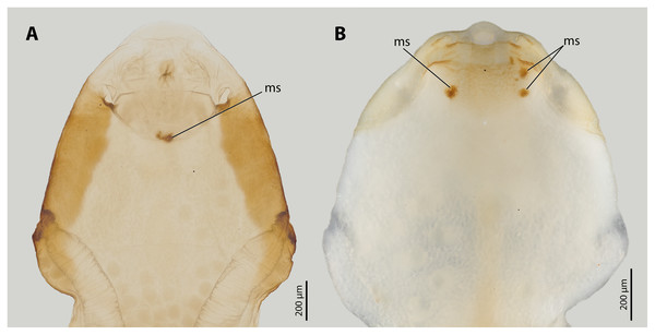 Female cephalothoraces of Stylops ovinae (A) and Xenos vesparum (B) with mating signs (outer cuticle of the cephalothorax removed).