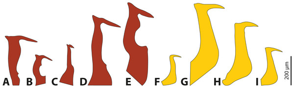 Penises of different species of Stylops (red) and Xenos (yellow).