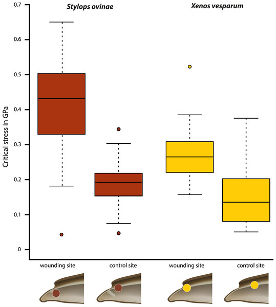 Critical stress values for wounding and control sites of Stylops ovinae (red) and Xenos vesparum (yellow).
