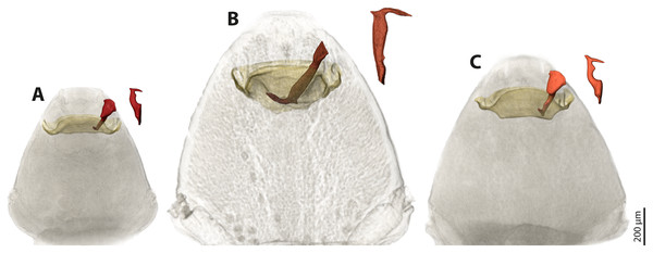Pairs of female cephalothoraces (outer cuticle of the cephalothorax removed) and male penises of Stylops hammella (A), Stylops ovinae (B) and Stylops melittae (C).