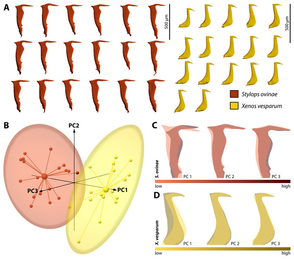 Geometric morphometric analysis of penises of Stylops ovinae (red) and Xenos vesparum (yellow).