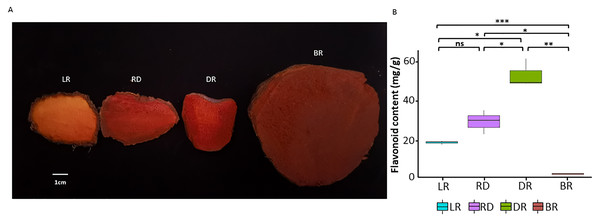 The tuber differences in four stages.