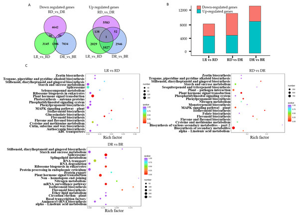 The differential gene analysis.