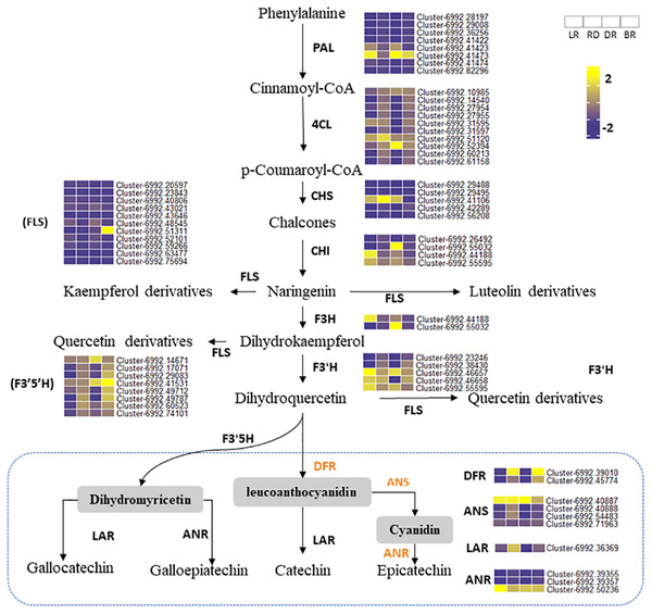 Putative flavonoid/PA pathways and DEGs in Dioscorea cirrhosa.