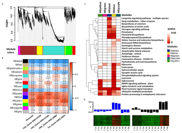 Weighted gene co-expression network analysis (WGCNA) of differentially expressed genes (DEGs) identified in tubers.