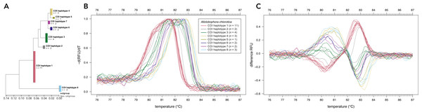 High-resolution melting (HRM) curve assay for the distinction of earthworm COI haplotypes of Allolobophora chlorotica.