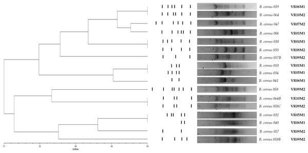 Dendrogram obtained by GTG5 of strains of the B. cereus group.