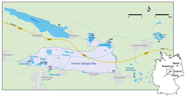 Geographical location in Germany and sampling sites (red points) in the Mansfeld lake area. Outlines of the former Salziger See are taken from (Trost & Rauchhaus, 2000).