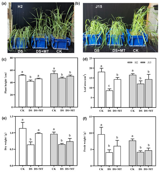 Seedlings under well-watered (CK), drought stress (DS), and drought stress with melatonin (DS+MT) treatments at 20 days after drought treatment.