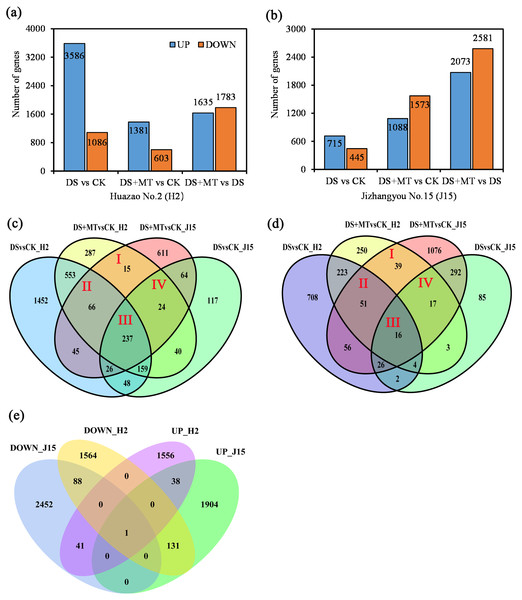 Bar graphs and Venn diagram of the differentially expressed genes (DEGs) between the DS, DS+MT, and CK treatments.