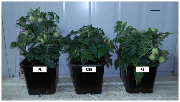 ‘Microtom’ plants grown under three different light quality regimes: fluorescent light (FL), red-green-blue (RGB) and red-blue (RB).