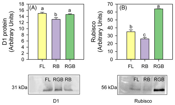 Western blot and densitometric analysis of the D1 protein and Rubisco in ‘Microtom’ plants grown under white fluorescent (FL), red-blue (RB) and red-green-blue (RGB) light regimes.