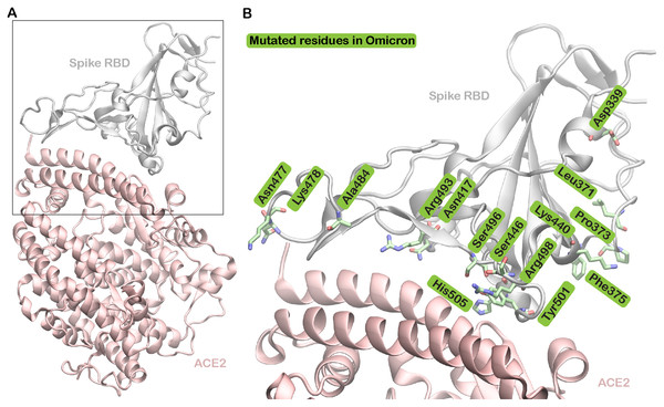 Omicron spike protein receptor binding domain bound to angiotensin-converting enzyme 2 (ACE2). The protein chains are shown in cartoon representation.