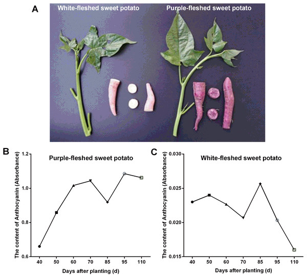The phenotypes of sweet potatoes and anthocyanin content variation in their storage roots.