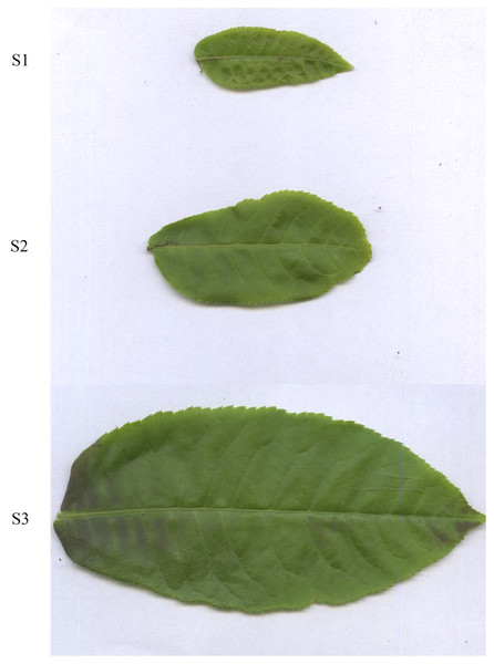 Leaves of Cyclocarya paliurus at different developmental stages (S1, S2, S3 stages).