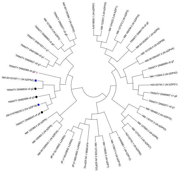 Phylogenetic analysis of DEGs associated with bZIPs in Arabidopsis thaliana (At) and Oryza sativa (Os).