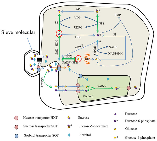 Sugar metabolism in fruit cell under water stress.