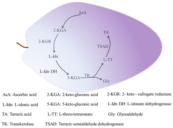 The synthesis of tartaric acid in grape.