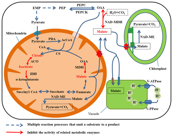 Malate metabolism in fruit cell under water stress.