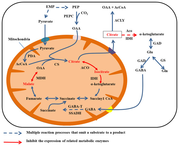 Cirrate metabolism in fruit cell under water stress.