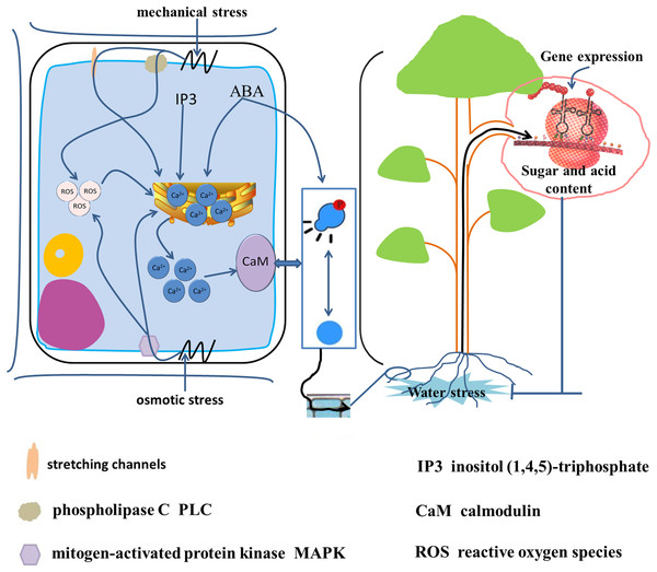 Signal transduction from root to fruit and water stress response in the root cell.