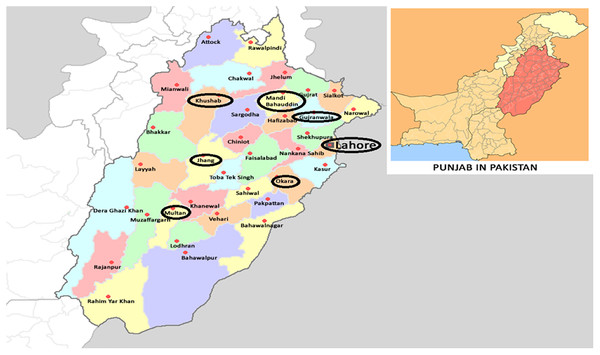 Collection areas of Aedes albopictus strains from major rice growing areas of Punjab, Pakistan (Wikimedia commons: https://commons.wikimedia.org/wiki/File:Pakistan_Punjab.png).