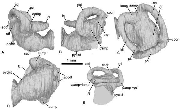 Internal morphology of the otic capsule of Cretadhefdaa.