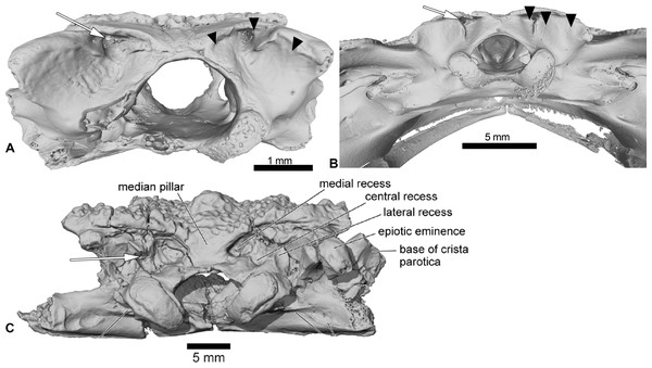 Comparison between the braincases of Cretadhefdaa, Beelzebufo and Ceratophryidae.