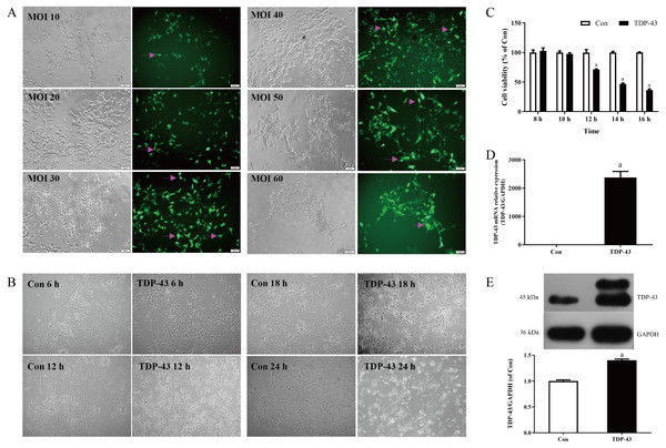 Establishment and verification of TDP-43-transfected SH-SY5Y cells.