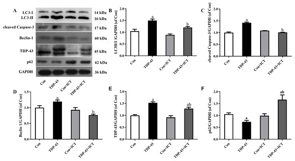 Levels of LC3 II/I, cleaved Caspase-3, Beclin-1, TDP-43, and p62 in TDP-43-transfected SH-SY5Y cells after ICT treatment.