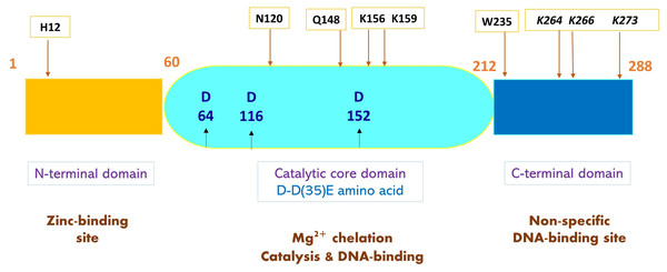 A schematic representation of HIV-1 integrase (IN) and mutated amino acids to produce IDLV.