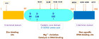 Integrase Deficient Lentiviral Vector: Prospects For Safe Clinical ...