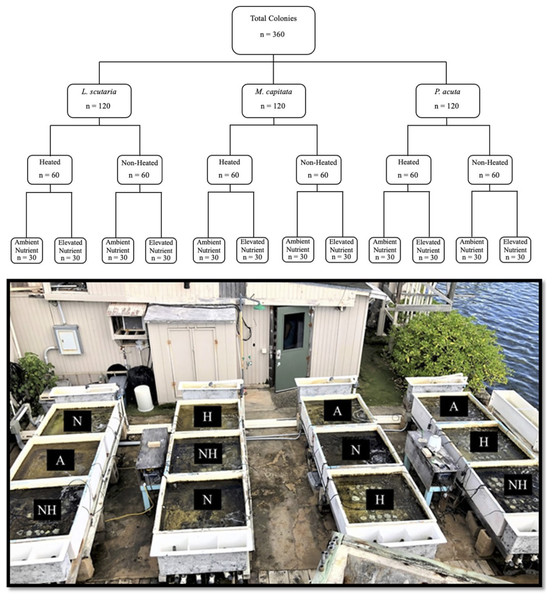 Experimental design with sample sizes, and representative photograph of mesocosms.