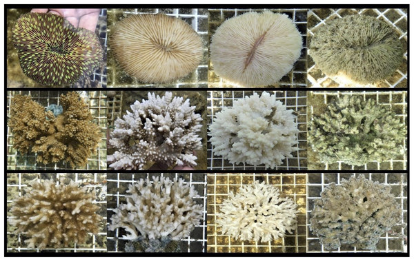 Photographs of coral conditions for each study species.