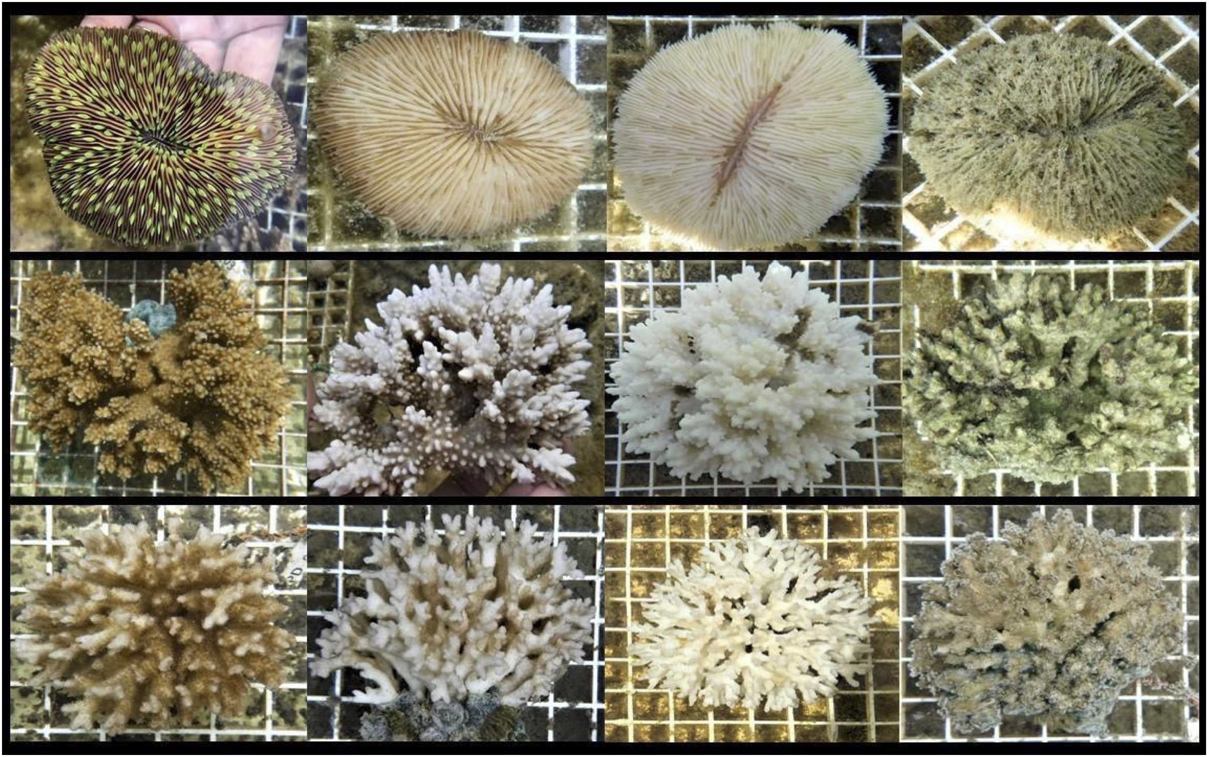 Low-level nutrient enrichment during thermal stress delays bleaching and  ameliorates calcification in three Hawaiian reef coral species [PeerJ]