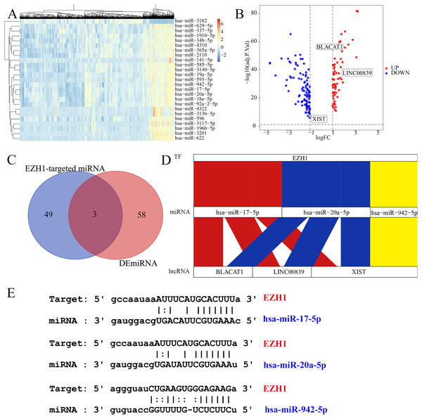 EZH1 may mediate competing endogenous RNA networks in TNBC.