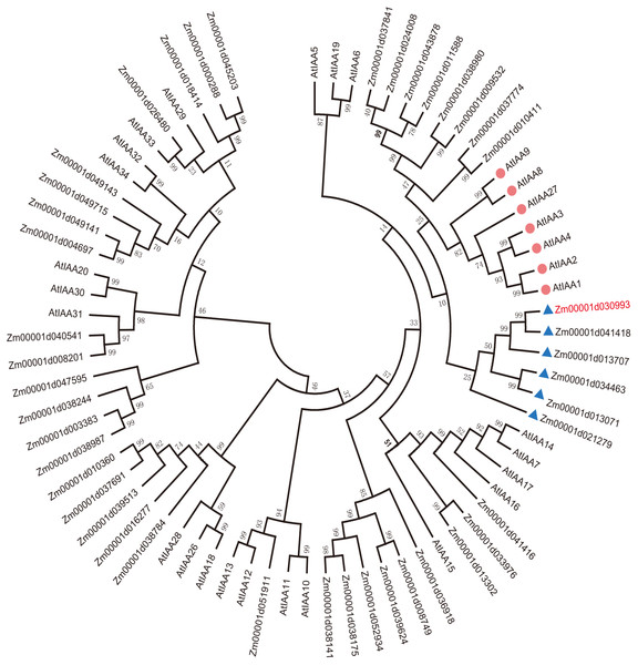 Evolutionary relationships of AUX/IAA proteins.