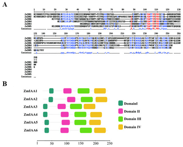 AUX/IAA proteins in maize share similar amino acid sequences.